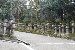 Path lined with stone lanterns