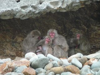 Hagachizaki-en is a wild monkey park by the ocean where a troop of about 300 Japanese Macaques make their home and playground.
