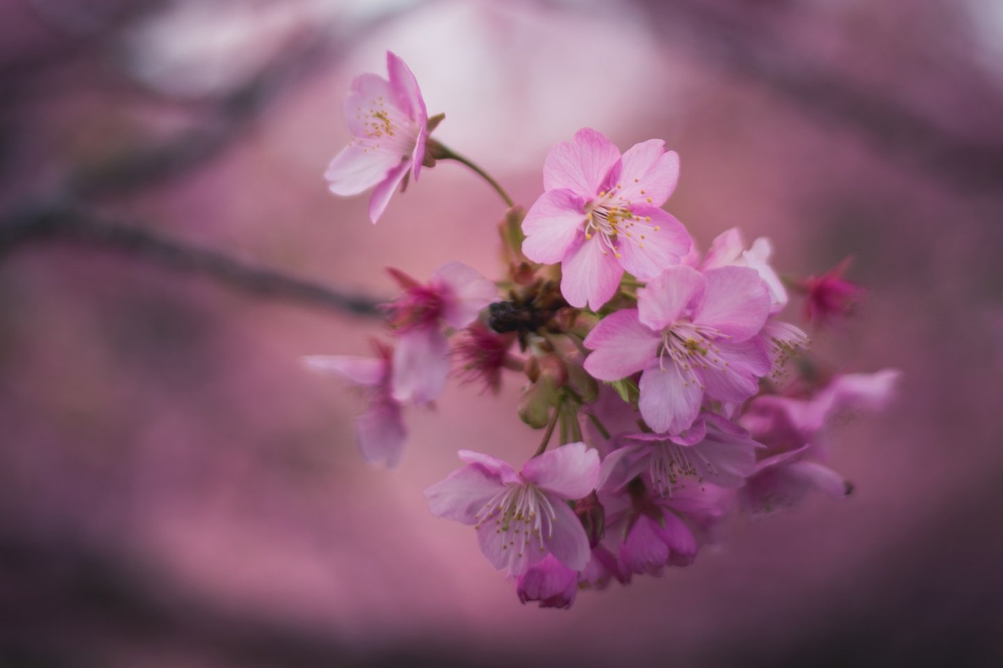 Meski dilihat dari dekat, bunga-bunga sakura akan tetap memukai dengan kecantikannya yang halus