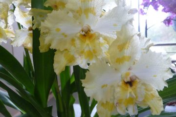 This is one of the many amazing varieties of orchids.  Your senses are filled with the colors, shapes, and textures of all the varieties of flowers.