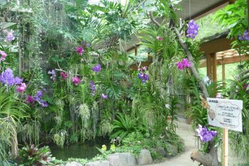 Orchid Sanctuary Dogashima ในอิสุ