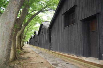 In the back of the Sankyo Rice Warehouses there is a row of impressive Zelkova trees. They protect the warehouses from wind and sunshine. 