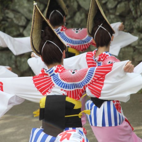 Aho Ren: Dancing Group of Awa Odori