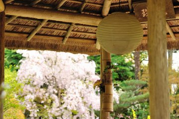 <p>A fresh breeze was fluttering the weeping cherry and coming through the pavilion, too</p>