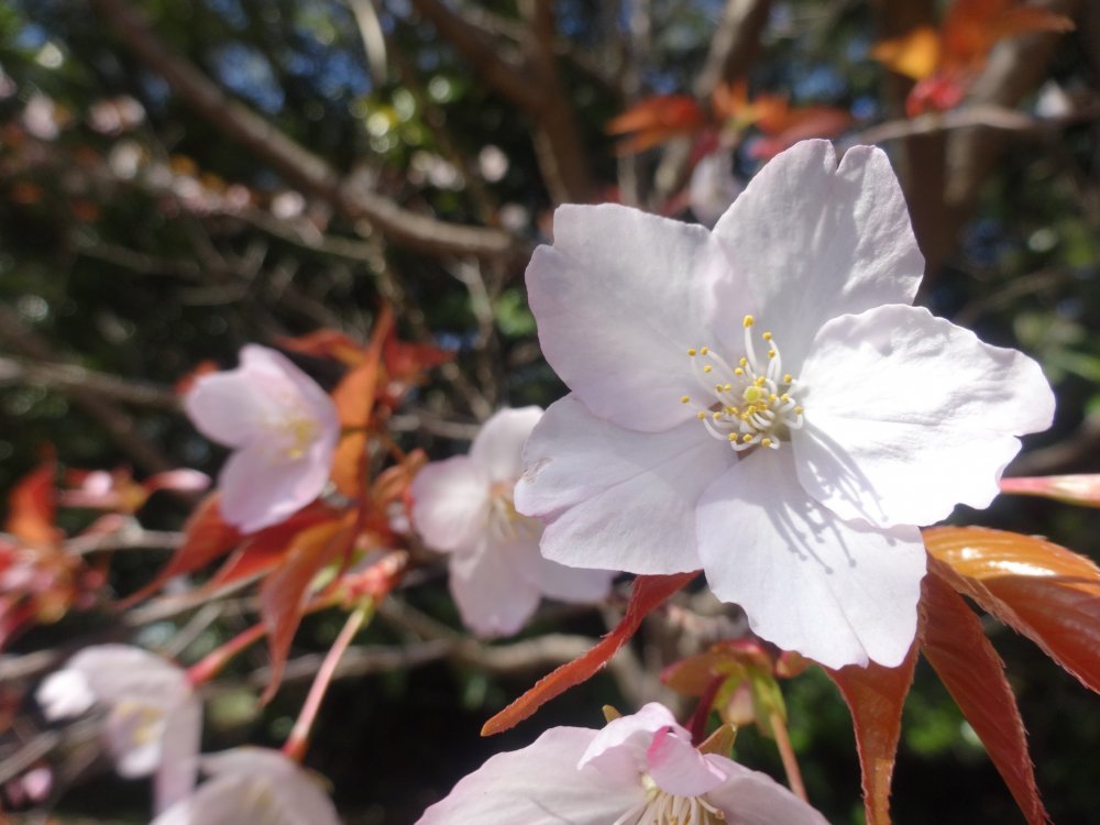 Sakura in bloom at the Makino Botanical Garden