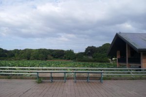 Oizumi Ryokuchi Park