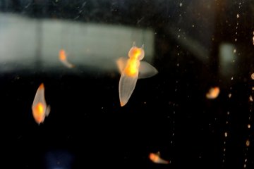 <p>Tiny bioluminescent clione look like angels!</p>