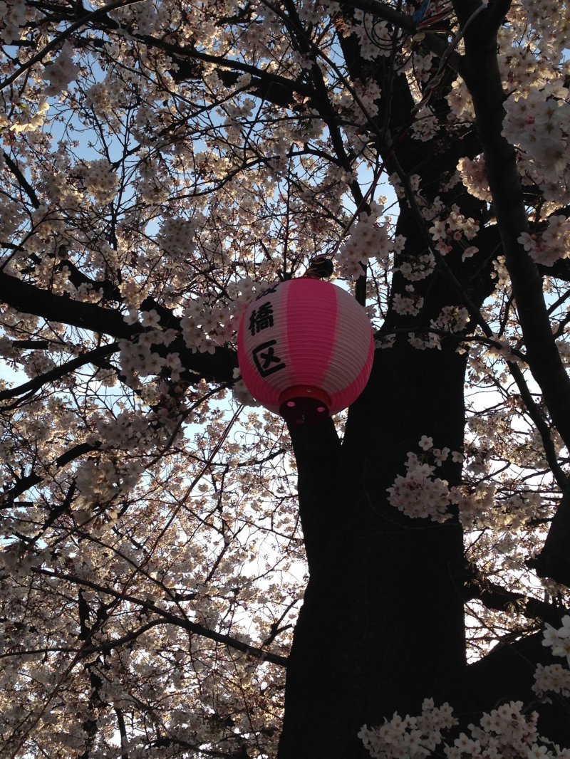 <p>Itabashi-ku&nbsp;lantern. The sakura are beautiful at night as well!</p>