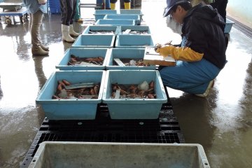 Inspecting the catch at the fish market on Tōshi Island