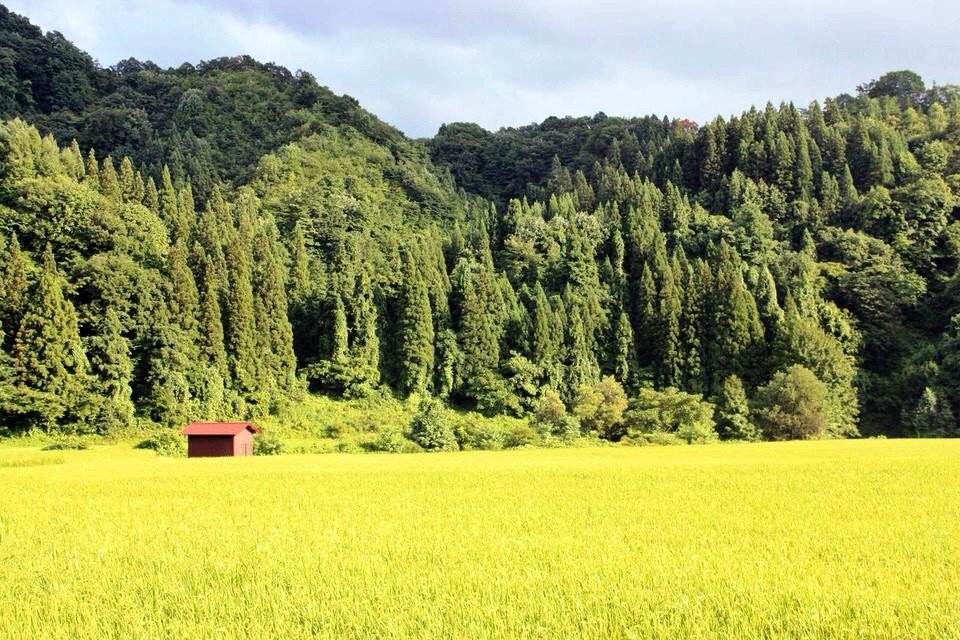 At the height of summer, the rice turns a bright yellow-green, in contrast to the dark cedar forest behind.