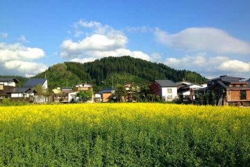 <p>Blue, yellow and of course green: the vibrant colours of Kaneyama in May.</p>