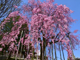 What a gorgeous weeping cherry tree!