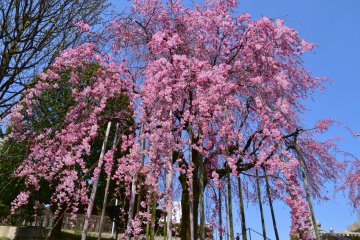Pretty in Pink at Sakaeno Shrine