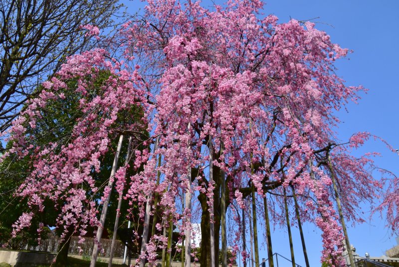 <p>What a gorgeous weeping cherry tree!</p>