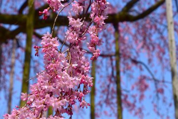 <p>Cascading cherry boughs brimming with lovely pink petals are fluttering in the wind</p>