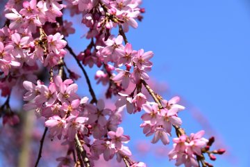 <p>Daydreaming cherry blossoms on a sunny spring day</p>