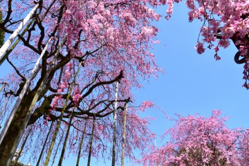 <p>These weeping cherry trees are supported by many wooden poles</p>