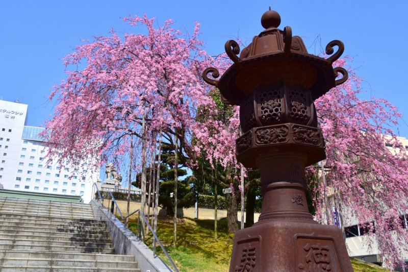 <p>Giant bronze lantern at Sakaeno Yashiro Shrine in Fukui, with an elegant cascading cherry tree in the background</p>