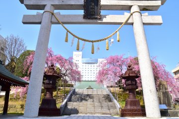 <p>A white torii gate, gold sacred rope, two giant bronze lanterns and two weeping cherry trees all together represent Sakaeno Yashiro Shrine in the heart of Fukui City</p>