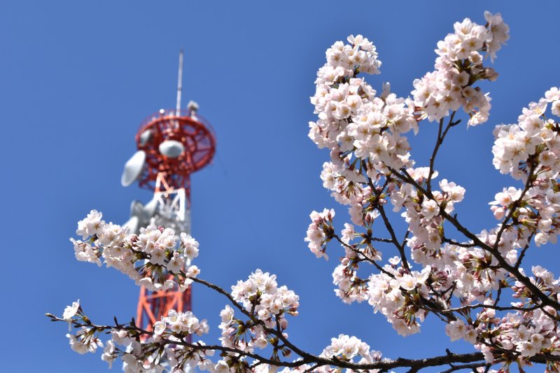<p>Fully blooming cherry blossoms with the broadcasting tower of NHK in the background</p>