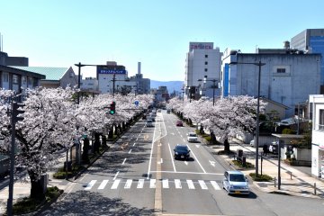 <p>Sakura Street in Fukui seen from a pedestrian bridge (sakura means cherry blossoms)</p>