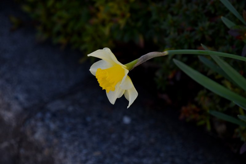 <p>Tranquil beauty of elegant daffodil on a street</p>