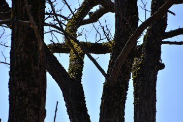 Темно-зеленый мох разросся по дереву
