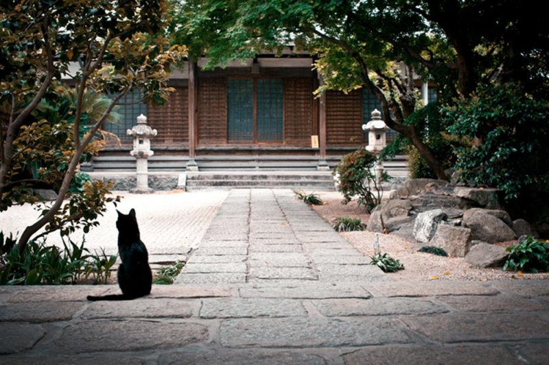 Одинокая кошка сидит и наслаждается солнцем в храме Тотёдзи в Хакате