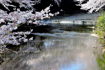 <p>The blue sky and pale pink blossom are reflected in the shallow water</p>