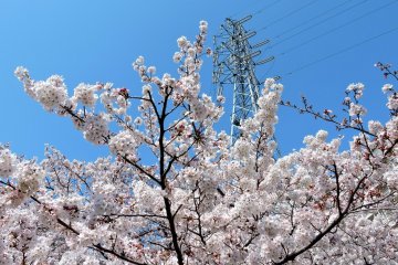<p>Vigorous branches thrust pastel blooms into the clear sky</p>