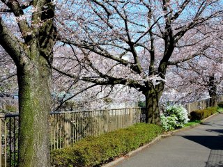 There are paths on both sides of the river to walk beneath the cherry trees