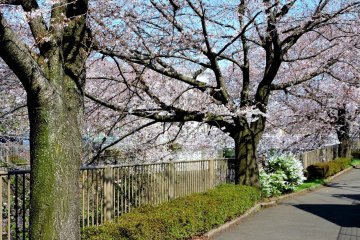 <p>There are paths on both sides of the river to walk beneath the cherry trees</p>