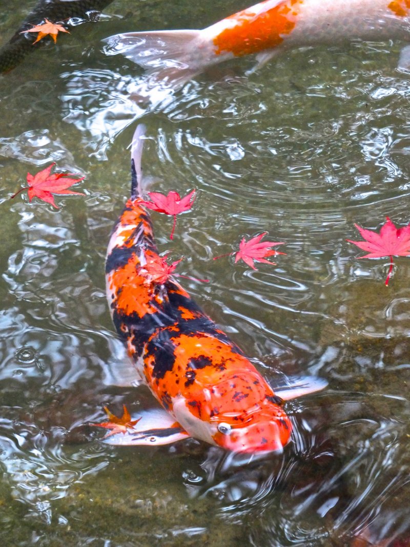 <p>Maple leaves floating in the park&#39;s fish pond</p>