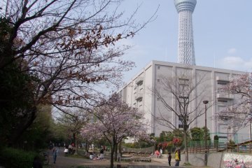 <p>The Tokyo SkyTree hovers overhead</p>