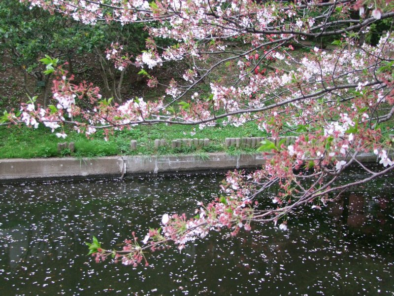 <p>Рассматривая хрупкие цветы сакуры</p>