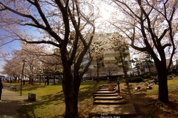 <p>Sun shining bright and cherry blossoms in full bloom = best combo ever</p>