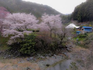 Enjoy cherry blossoms on the way to the temple