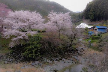 <p>Enjoy cherry blossoms on the way to the temple</p>