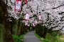 Cherry Blossoms Along Asuwa River