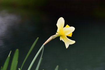<p>A daffodil bowing her head over the river</p>
