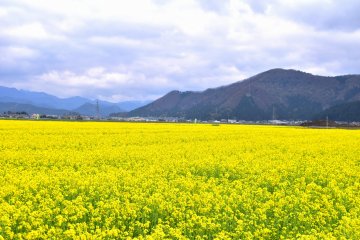 <p>These yellow flowers were all around me!</p>
