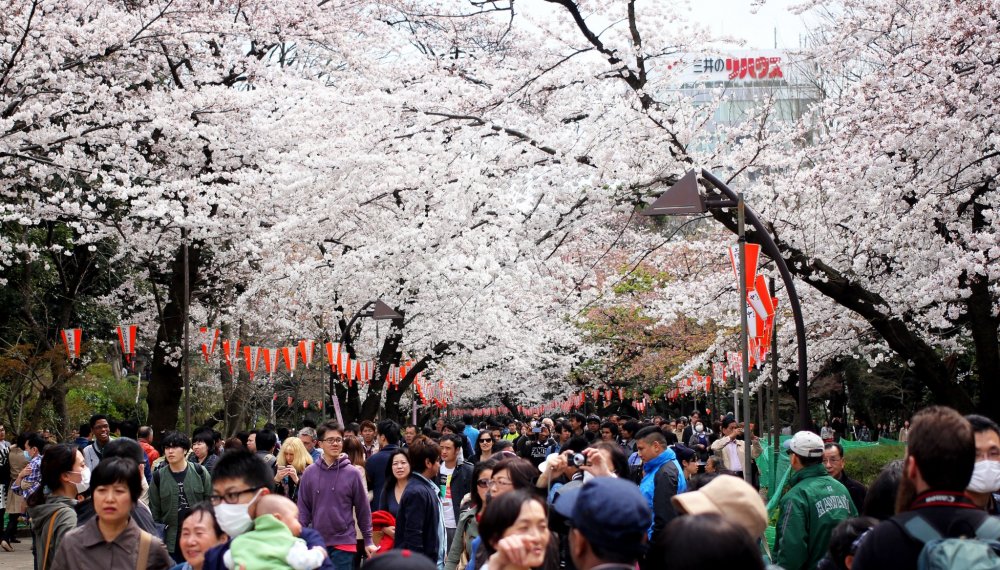 Once the trees are in bloom many people rush out to see them especially on a weekend!&nbsp;