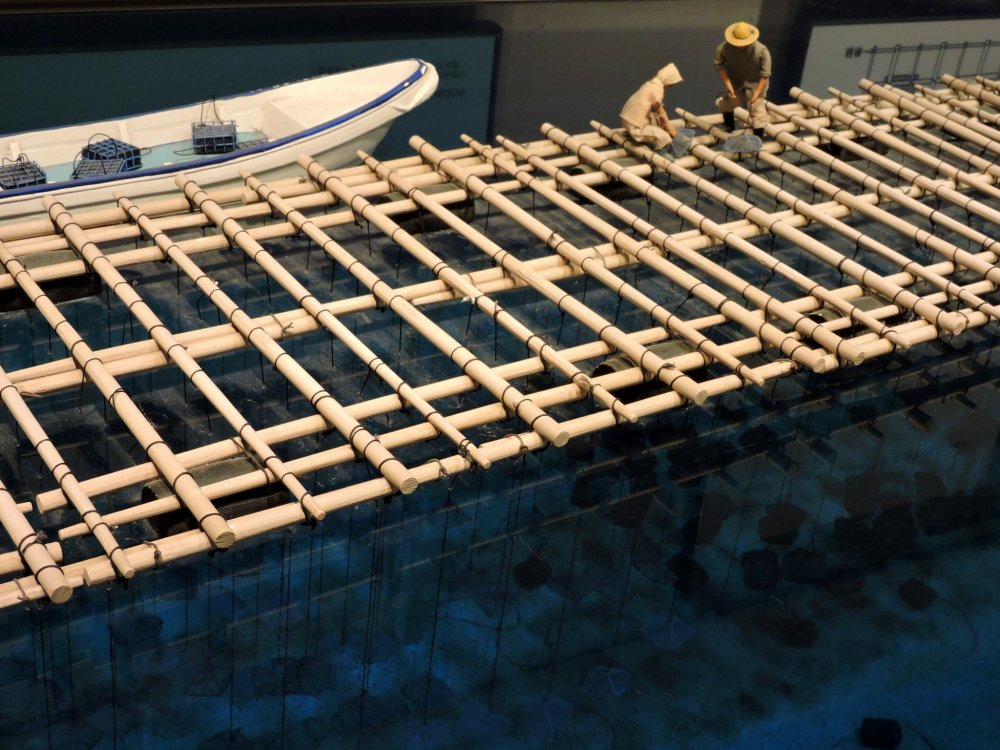 Model of bamboo float with oyster nets suspended beneath