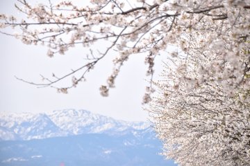 <p>Cherry tree boughs with snowy mountains in the background</p>