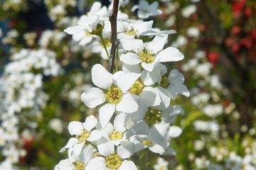 <p>Unlike most other hanami spots, there is a huge variety of flowers here</p>