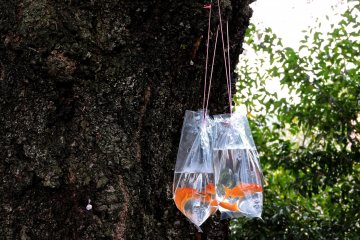 Goldfish hanging on a tree trunk while their new owners eat bento nearby