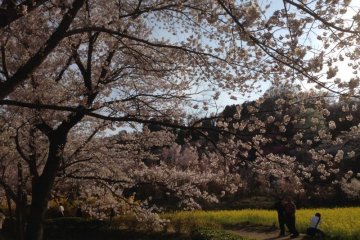 <p>One of my favorite spots. The whitish pink blossoms against the golden yellow background is fantastic!</p>
