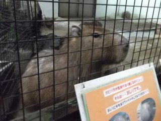 Hello Mr Capybara!