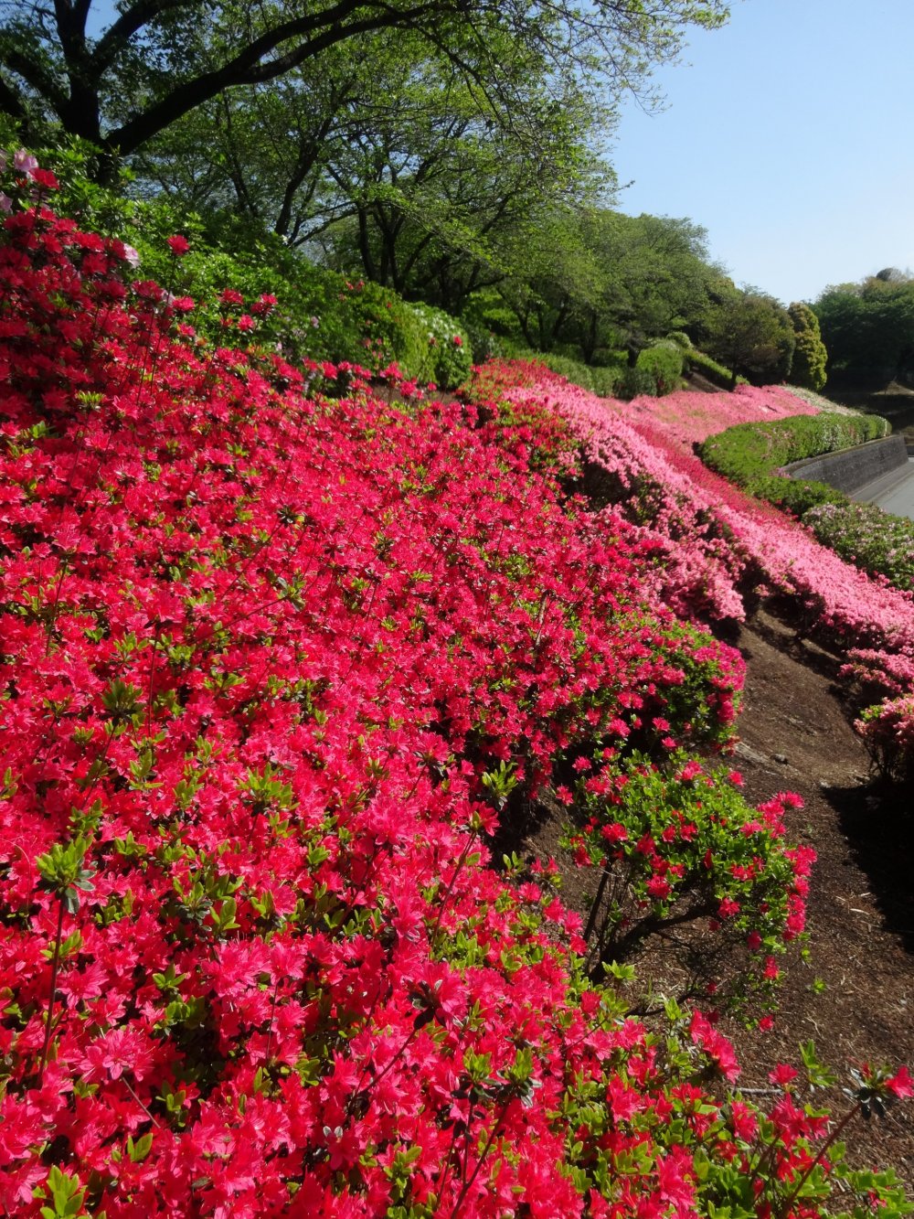Hoa đỗ quyên tô điểm cho các sườn đồi của công viên Showa ở Ozu