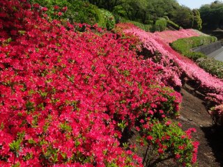 Azaleas grace the hillsides of Showa Park in Ozu